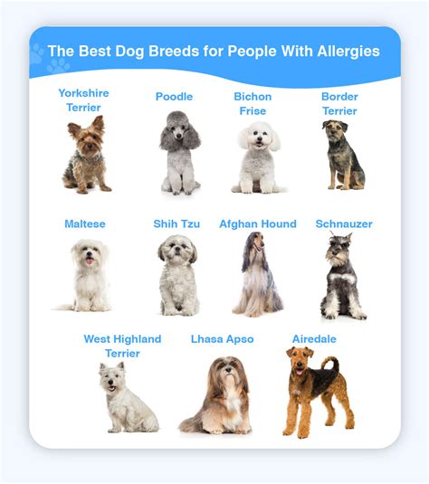 Best medication for allergies to dogs: Types and more .